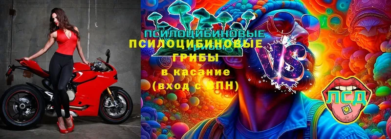 Галлюциногенные грибы Cubensis  Кашира 